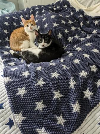 Image 1 of 7 month old kittens for sale