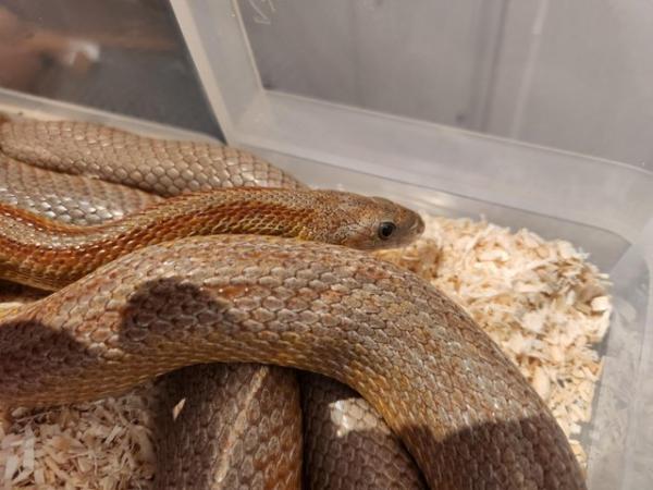 Image 3 of Corn snake for sale £60