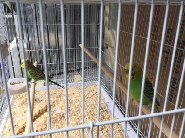 Image 2 of Pair of Budgies for sale