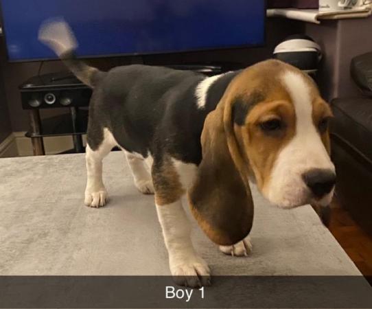 Image 7 of 3 pedigree beagle puppies for sale