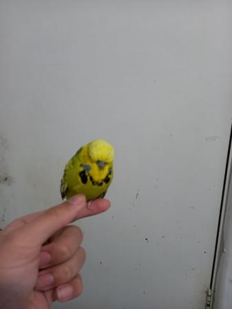 Image 4 of Lovely Breeder pairs of budgies looking for a new house