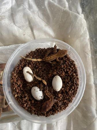 Image 3 of Unsexed crested gecko hatched 10th sept 2023