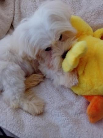 Image 4 of Gorgeous Maltese Puppies