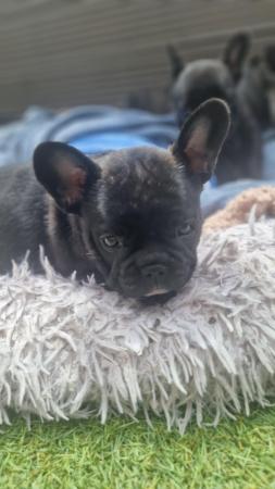 Image 5 of Champion sire kc healthy  French bulldog puppies