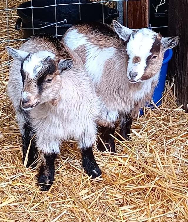 Preview of the first image of Pygmy Goat Kids ( Lovely Tri Colours ).