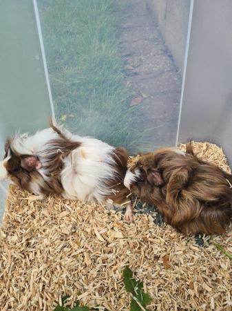 Image 11 of Adorable baby Guineapig's for sale.