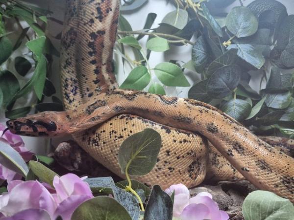 Image 3 of Boa Aged 3 Hypo leopard het kahl by Marc Norrie