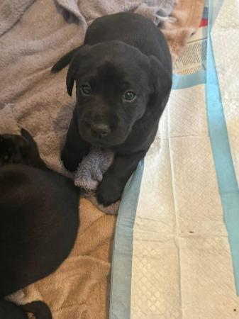 Image 2 of Black Labrador Puppies, 2 Bitches 5 Boys Only 3 left