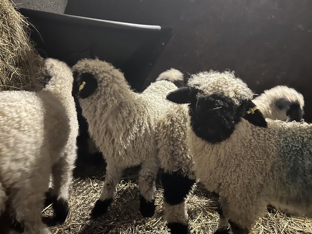 Preview of the first image of Black face valas lambs for sale.