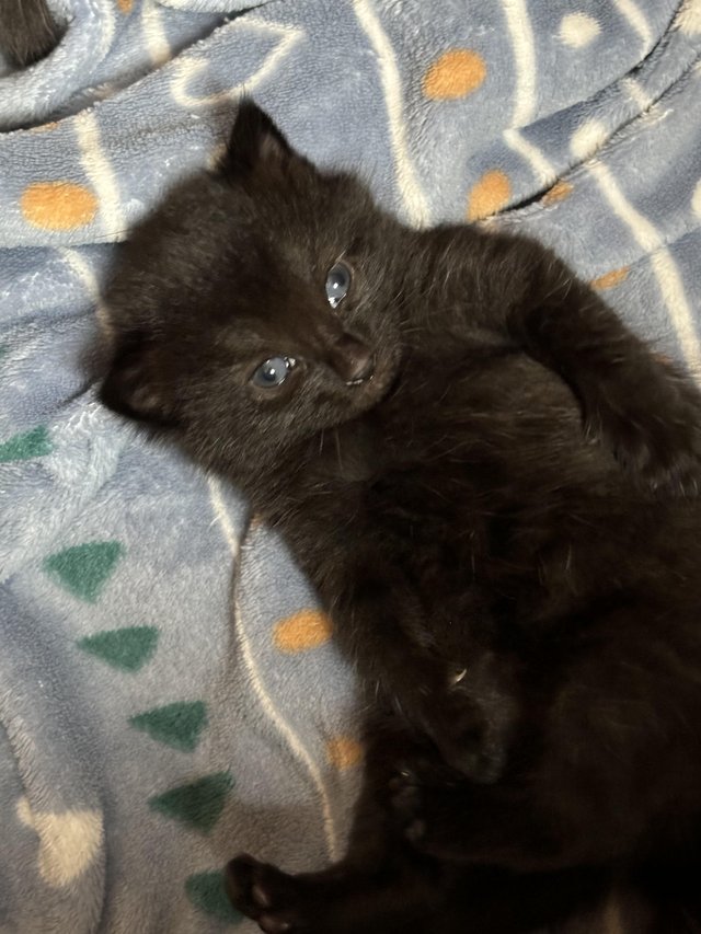 Preview of the first image of 1 Black kitten for sale.