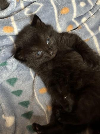 Image 1 of 1 Black kitten for sale