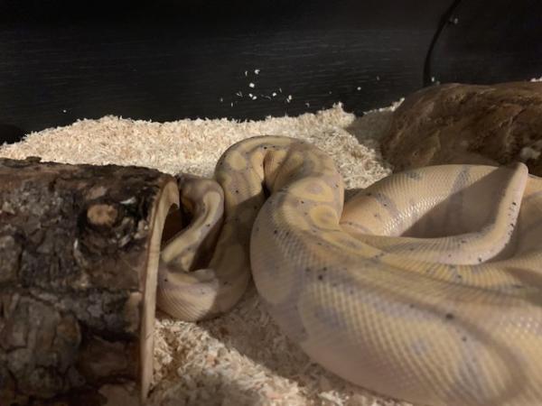 Image 2 of 5 year old male banana ball python and whole set up and food