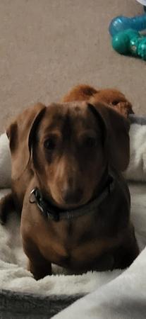 Image 6 of 7 month old dapple dachshund