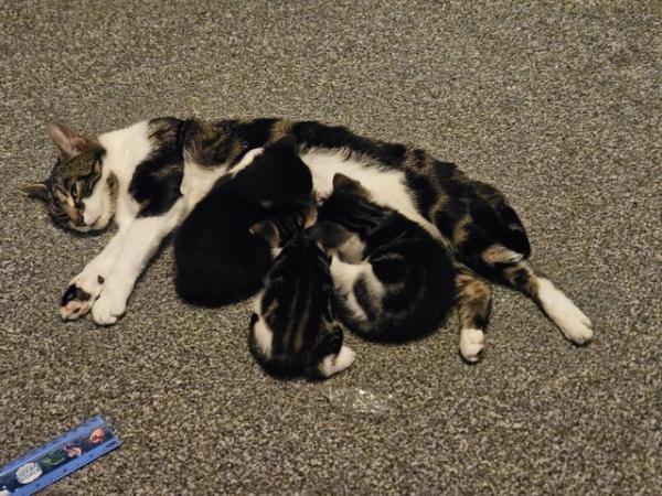 Image 4 of 2 tabby girls and 1 black and white boy
