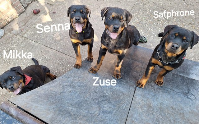 Preview of the first image of Rottweilerpuppies for sale mixed litter..