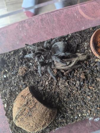 Image 3 of Brazilian black tarantula