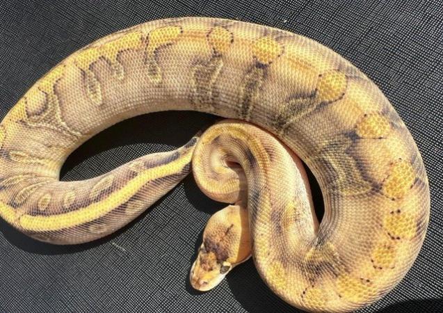 Image 3 of Female enchi champagne ball python royal python