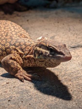 Image 5 of Beautiful Male Ackie Monitor + Viv for sale!