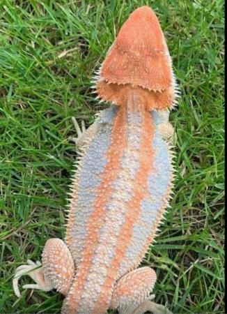 Image 14 of Licensed Breeder Top Bearded Dragon Morphs in Castle Cary