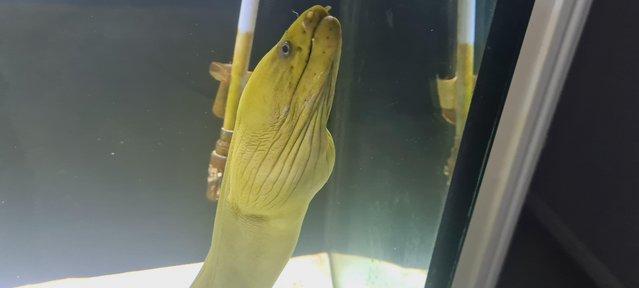 Image 2 of AWESOME REDUCED RARE MARINE FISH GREEN MORAY EEL