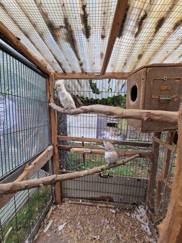 Preview of the first image of Ducorps's cockatoos pair for sale.
