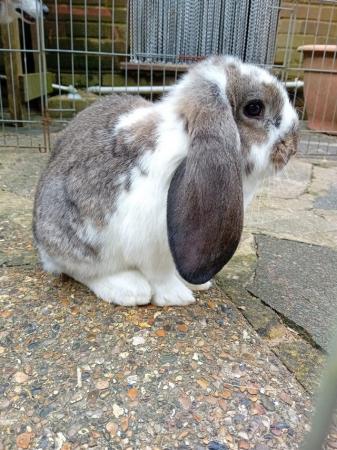 Image 1 of Baby French Lop Female Rabbit