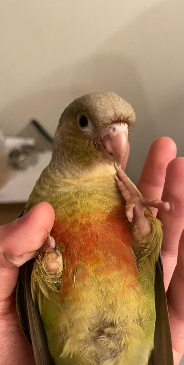 Preview of the first image of Beautiful baby conures-incredibly tame and in great health.