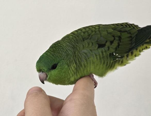 Image 3 of 9 weeks old handreared lineolated parakeet for sale