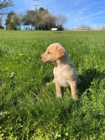 Image 21 of OUTSTANDING LITTER OF FOX RED AND YELLOW LABRADOR PUPPIES