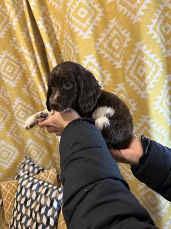 Image 11 of 6 week old sprocker puppies microchipped