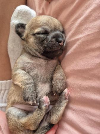 Image 17 of STUNNINGFemale Apple Head Chihuahua For Sale