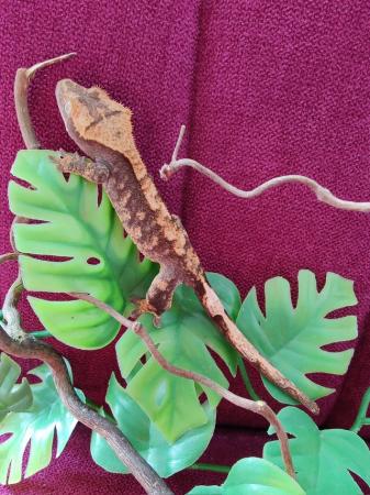 Image 4 of 2023 Harlequin Crested geckos