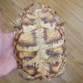 Image 4 of male pancake tortoise from animaltastic