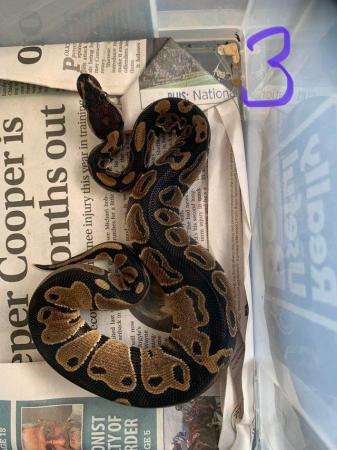 Image 4 of Royal python captive bred feeding on defrost