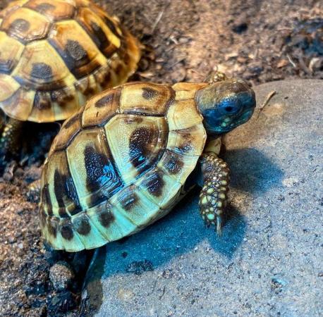 Image 1 of Hermann's Tortoises 1 1/2 years old, microchipped.