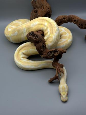 Image 3 of Adult Ball Python (Royal Python)