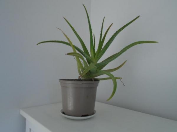 Image 2 of Aloe vera plant, mature, 17 inches high