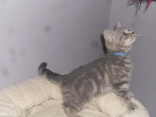 Image 1 of British Shorthair Blue Male Kitten ***READY NOW***