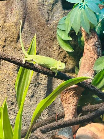 Image 5 of 6 month old male veiled chameleon