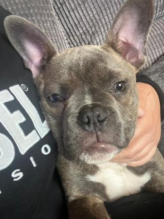 Image 1 of 6 months old frenchie cross staff