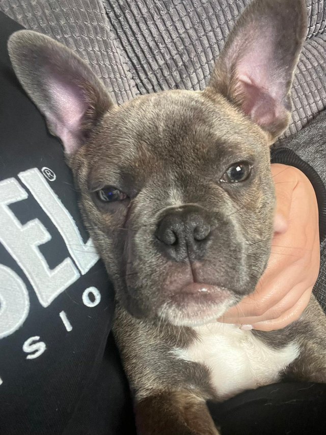 Preview of the first image of 6 months old frenchie cross staff.
