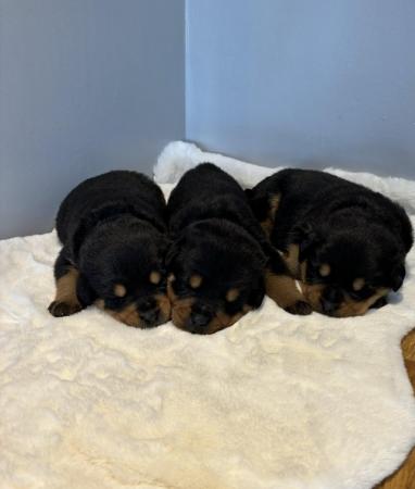 Image 17 of KC registered Rottweiler puppies ready to leave