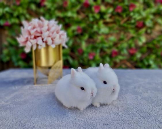 Image 8 of Netherland Dwarf Bunnies for Sale.