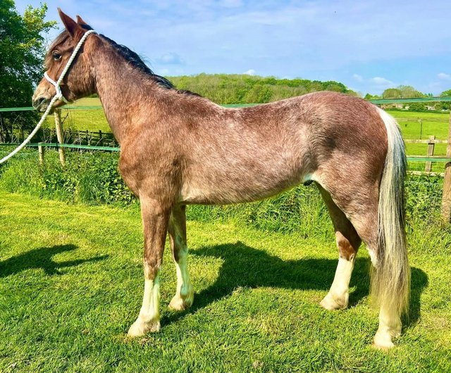 Preview of the first image of Registered Welsh Section C 2YO Colt.