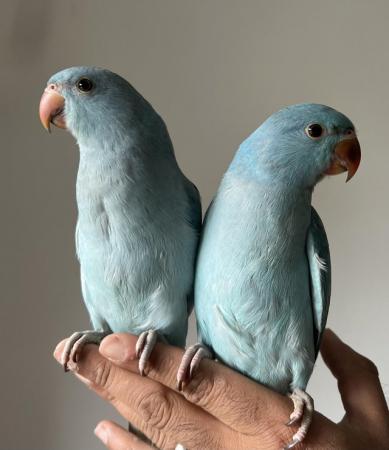 Image 3 of Handreared Silly Tame Baby Blue Ringneck Parrots