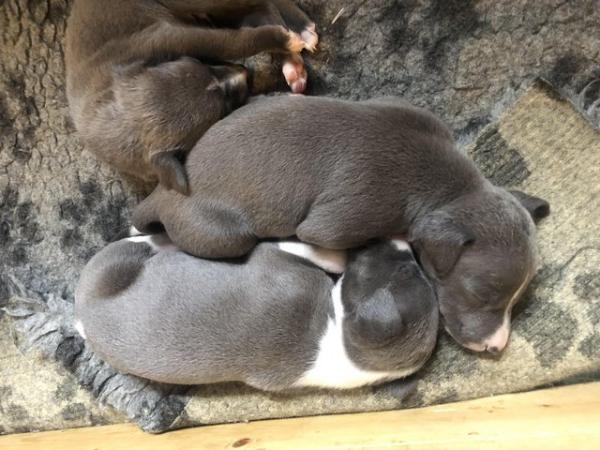 Image 5 of Beautiful blue Wiggy pups