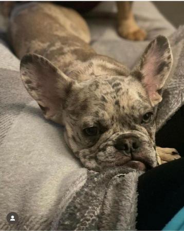 Image 4 of Female French Bulldog for sale
