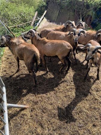 Image 2 of Cammeroon rams for sale all intach