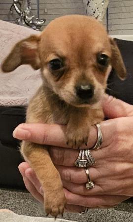 Image 6 of chihuahua x miniature dachshund