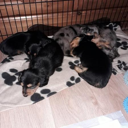 Image 2 of Long haired miniture dachshund pups.